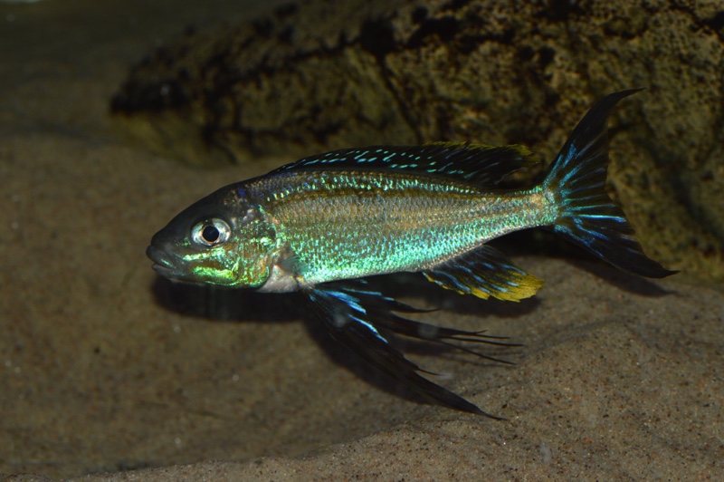 Cyathopharynx sp. 'furcifer north' Resha